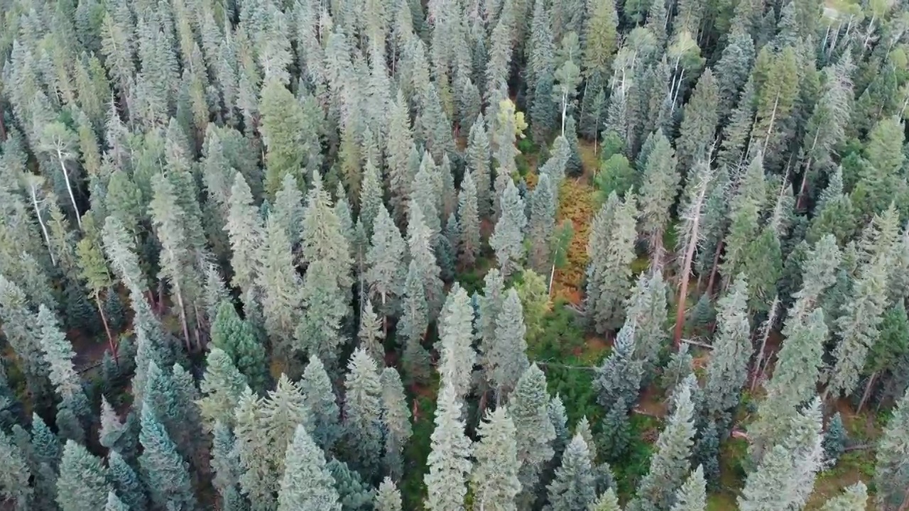 空中飞越科罗拉多州的树梢视频素材