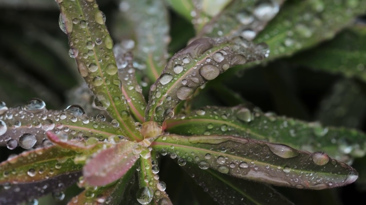 近距离观察植物叶子上的水滴视频素材