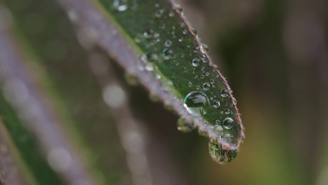 近距离观察植物叶子上的水滴视频素材