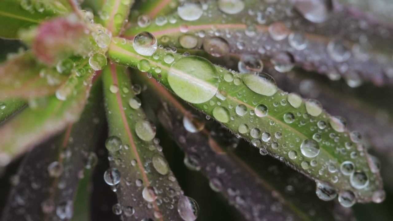 近距离观察植物叶子上的水滴视频素材