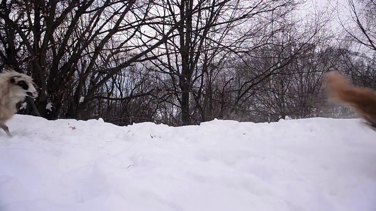 羊群走在满是雪的小路上，向羊圈走去视频素材