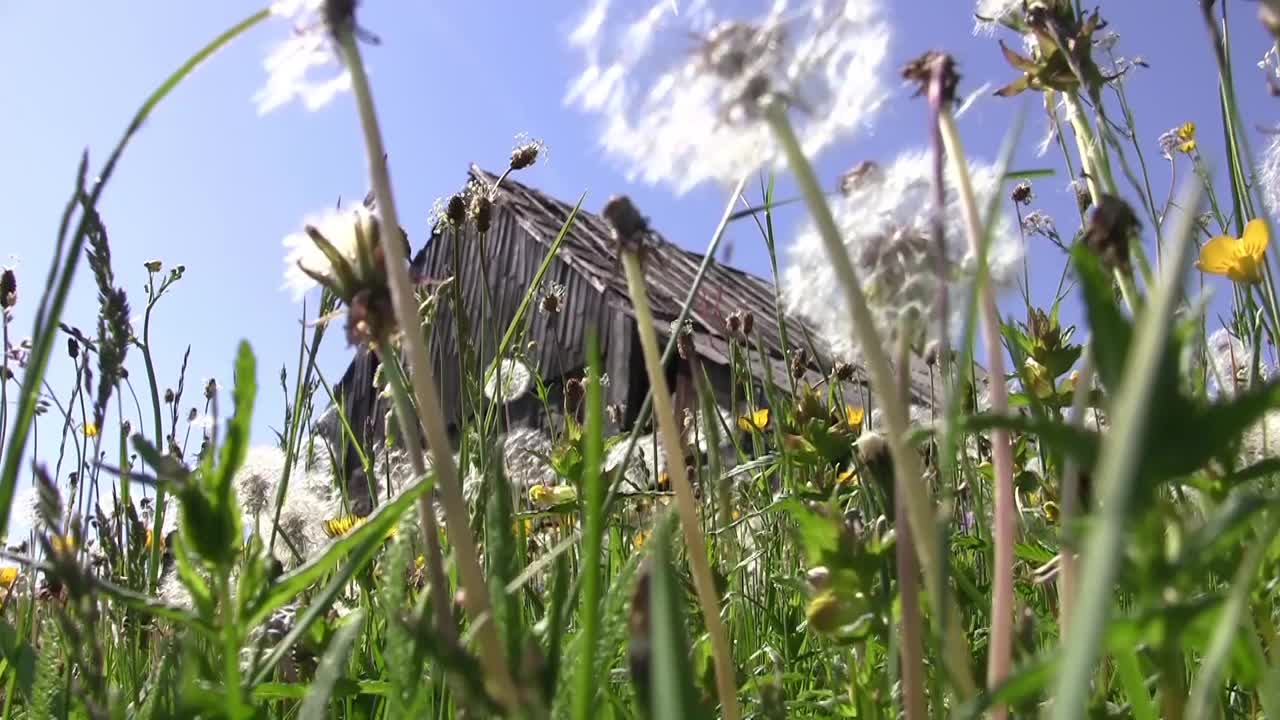 温暖的夏风里飘着蒲公英的绒毛和黄色的花朵，废弃的谷仓视频素材