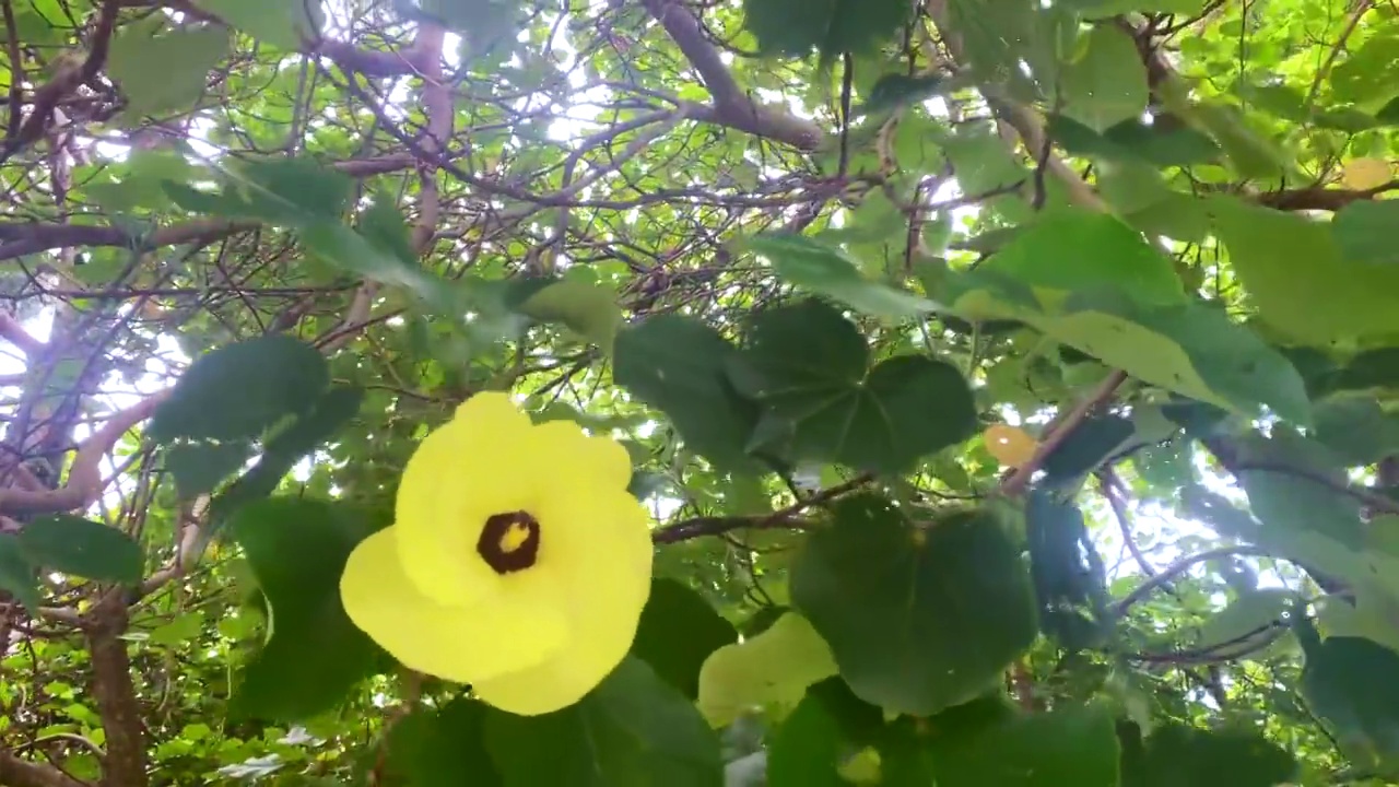 黄色的海滩木槿花在风中视频素材