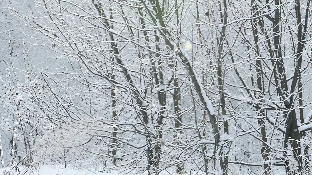 飘落的雪花在冬日的森林里像一道阳光一样闪闪发光视频下载