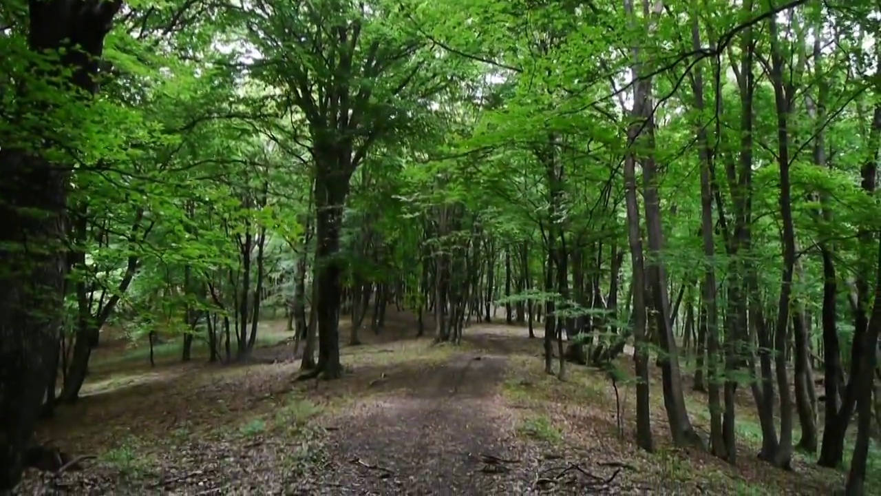 垂直全景，绿色的落叶林穿过森林道路12b视频素材