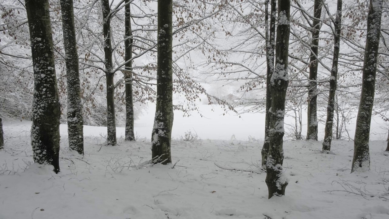 雪花静静地飘落在一片白茫茫的树林里，宁静的冬季景观4K视频素材