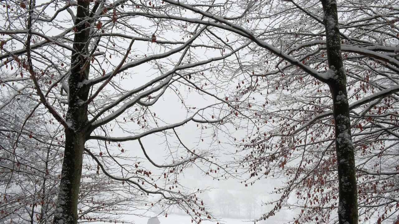 雪花飘落在一片白茫茫的树林里，宁静的冬季景观4K视频素材