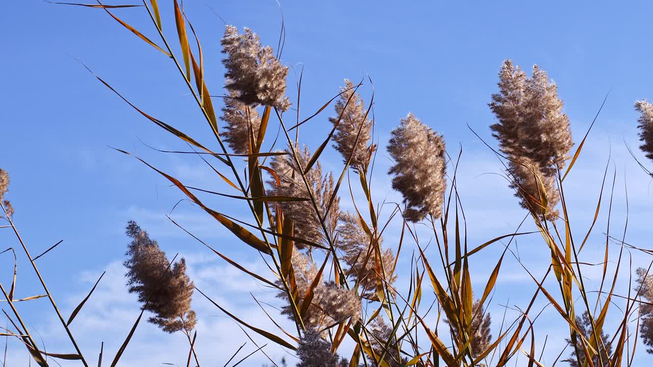 在风中种芦苇视频素材