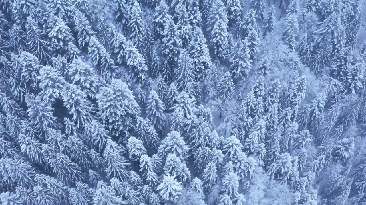 4k无人机镜头摄像机在冰雪覆盖的无尽的冷杉树林上空飞行视频素材