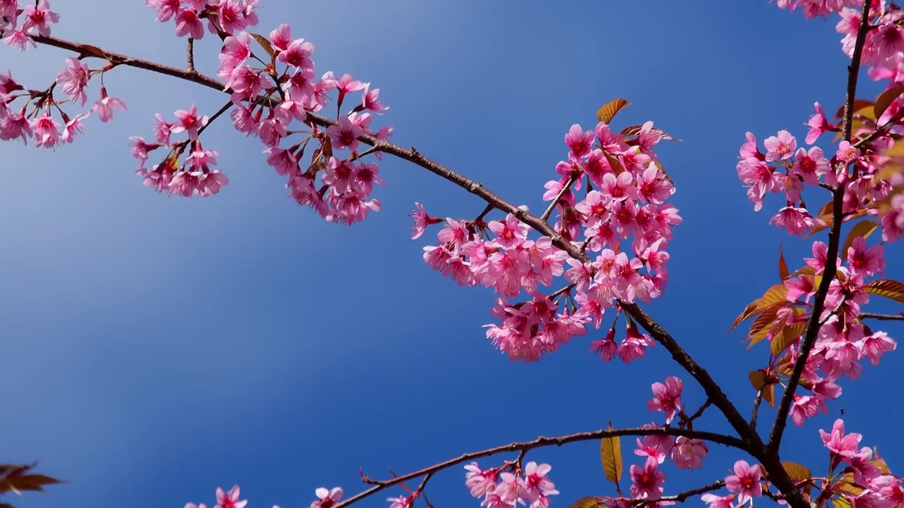 樱花视频素材