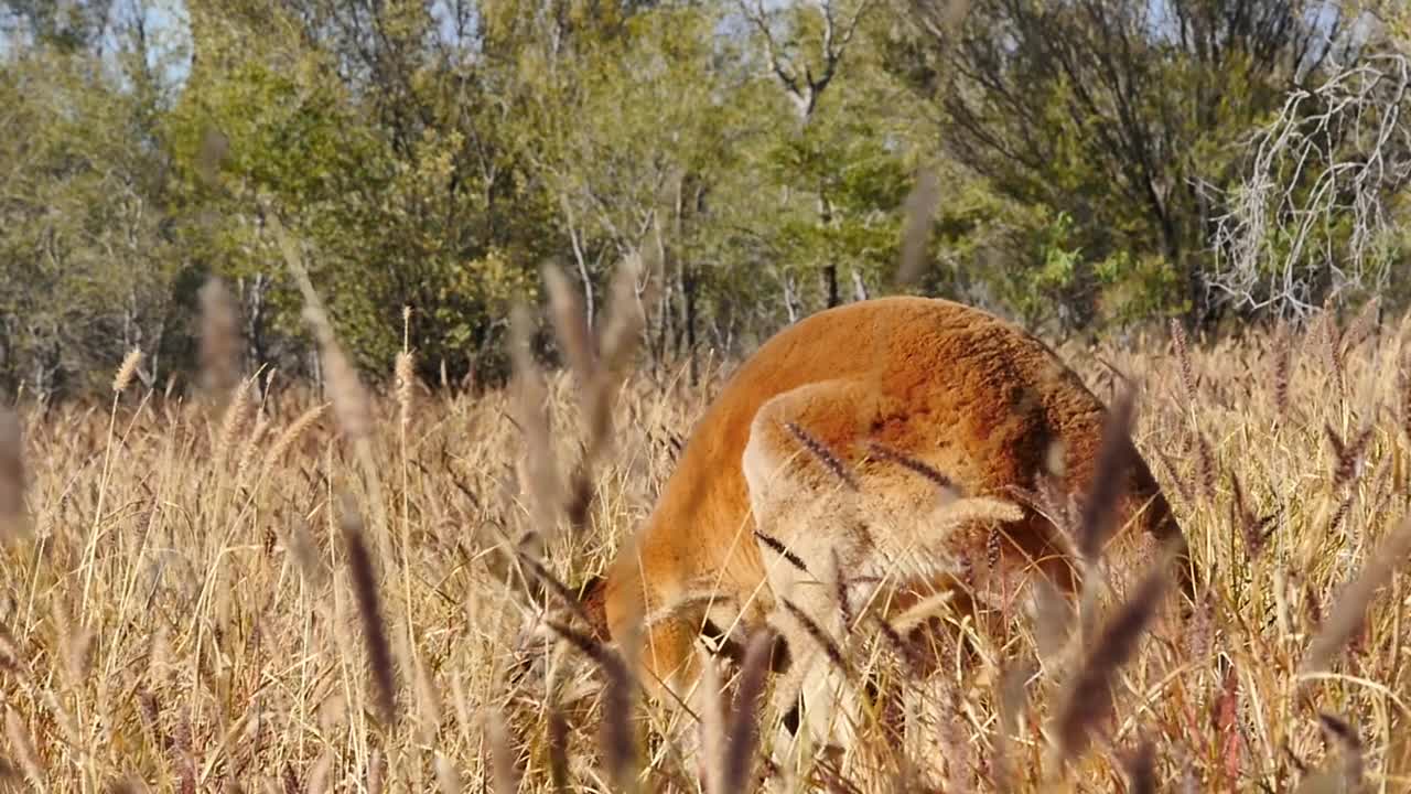 红袋鼠在草地上进食/澳大利亚视频素材