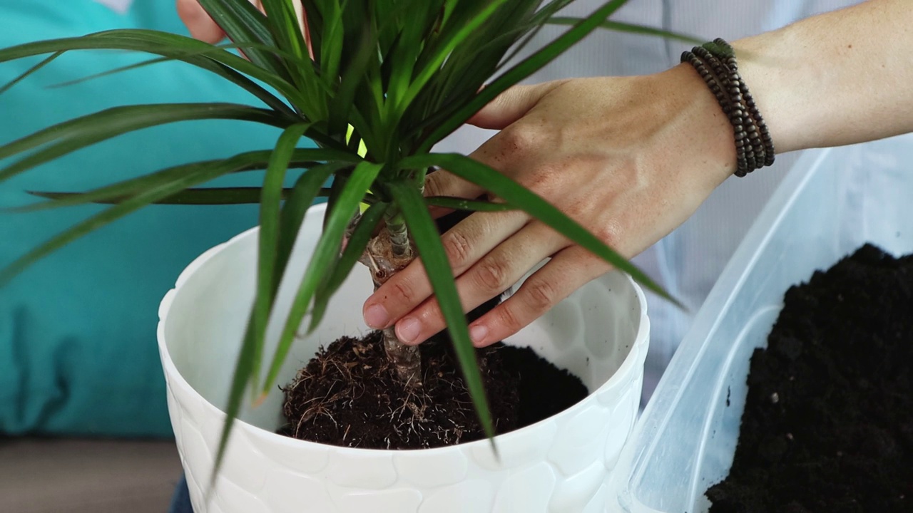 一名年轻女子在家里把家里的花移植到新的花盆里视频素材