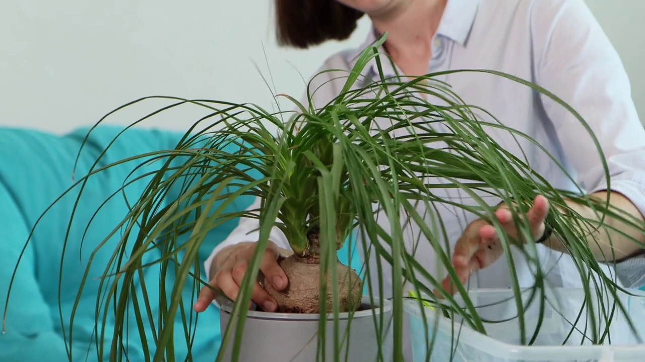 一名年轻女子在家里把家里的花移植到新的花盆里视频素材