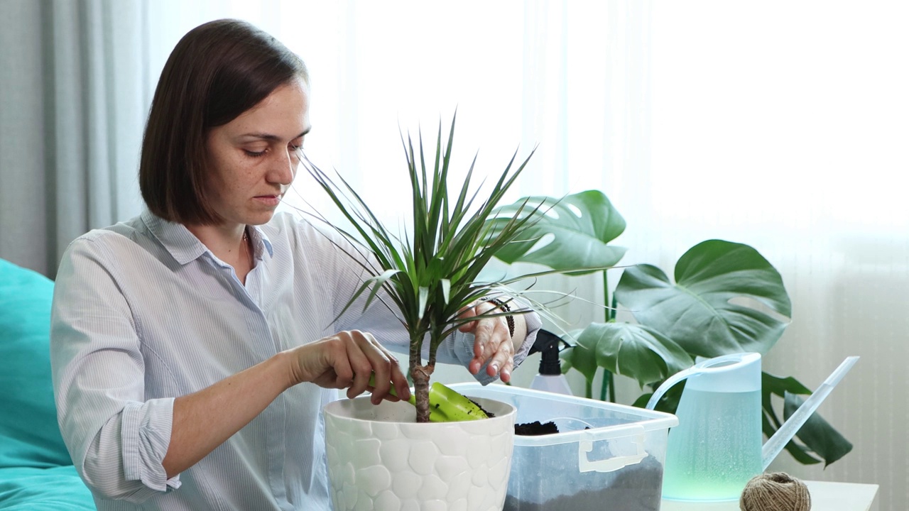 一名年轻女子在家里把家里的花移植到新的花盆里视频素材