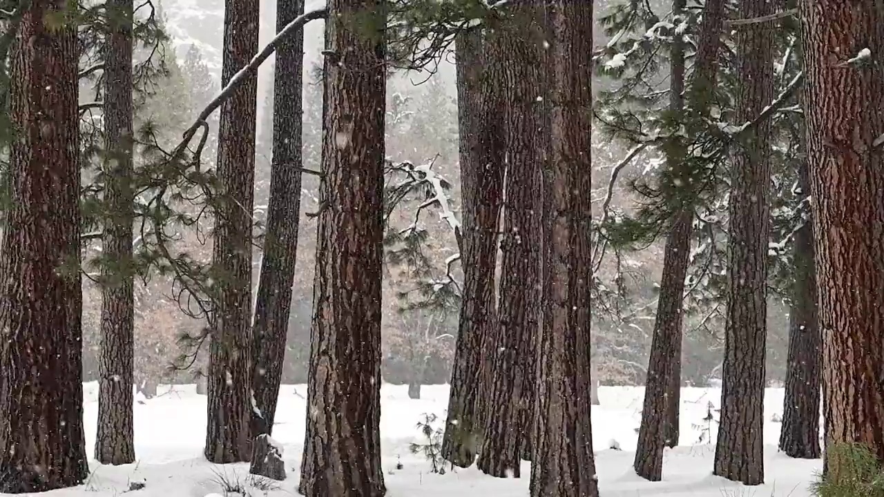 雪以四分之一的速度穿过森林视频素材