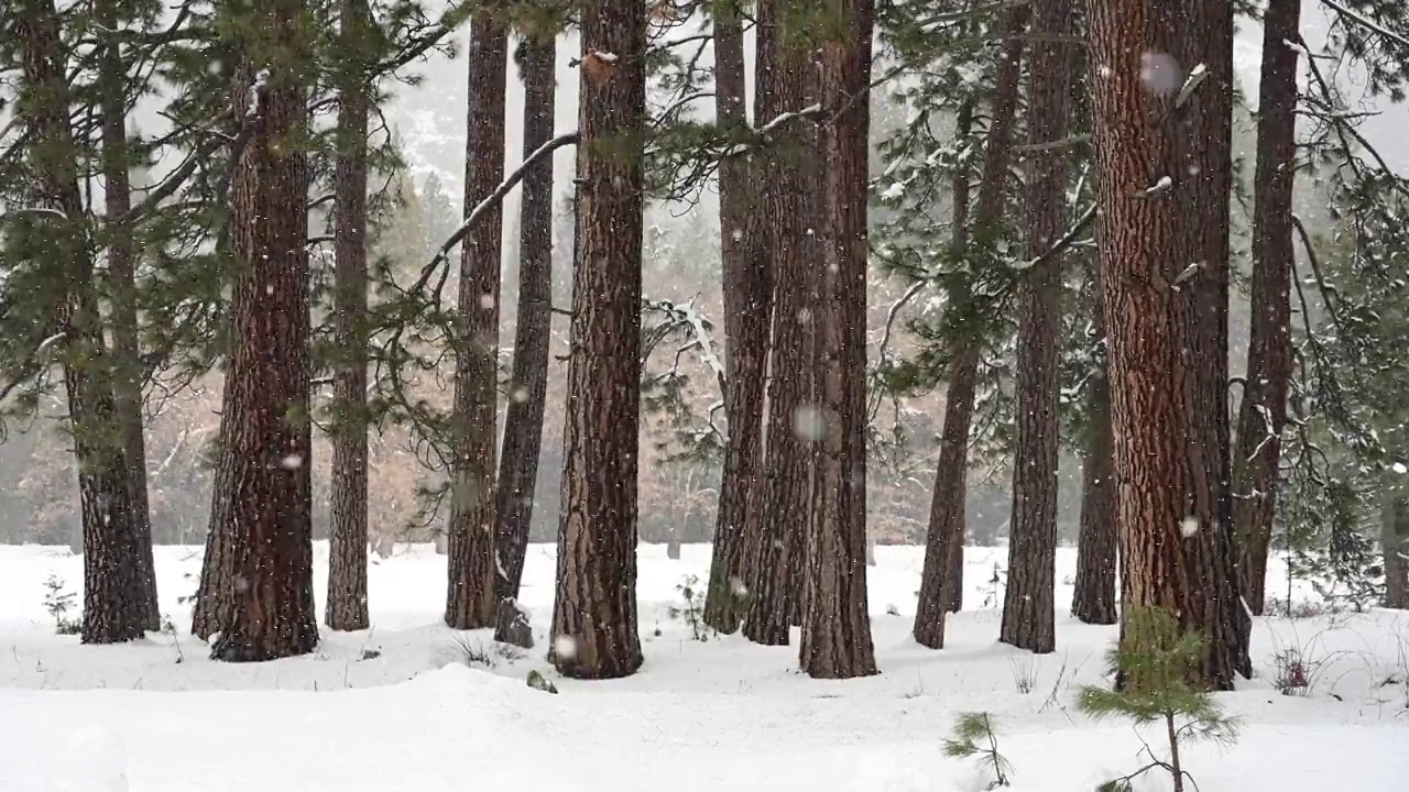 森林边缘的降雪视频素材