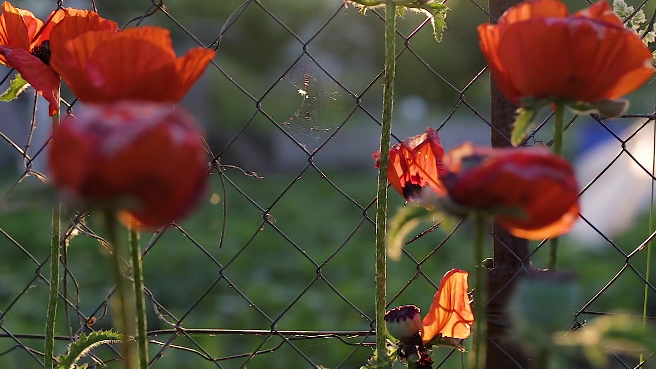 夕阳下的罂粟花。红色罂粟花在模糊的绿色草地背景。罂粟花。花香自然的春天背景。花园里种着罂粟花。视频素材