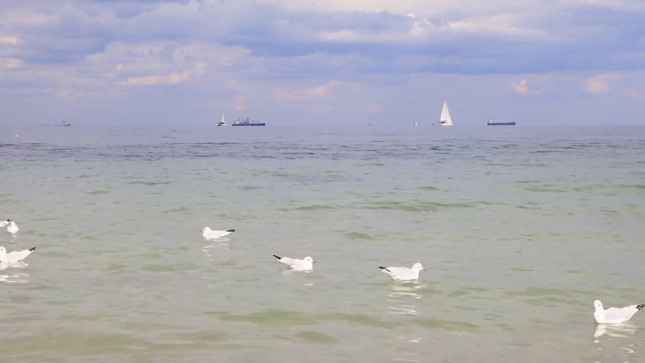 与海鸥共观海景视频素材