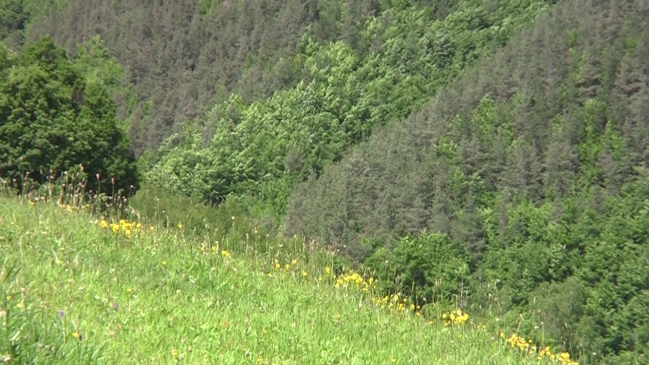 放大一些被森林覆盖的陡峭山脉视频素材