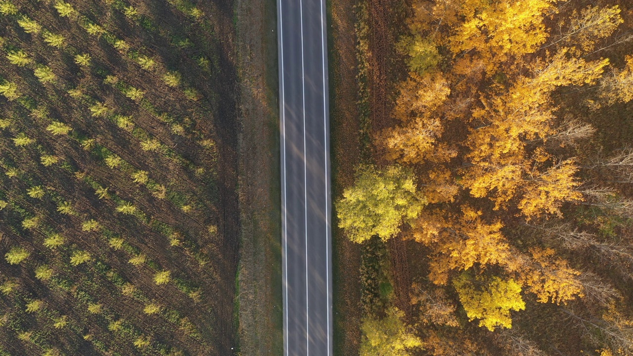 空中拍摄的单辆黑色汽车在道路上通过落叶林在秋天，自上而下的无人机pov视频素材