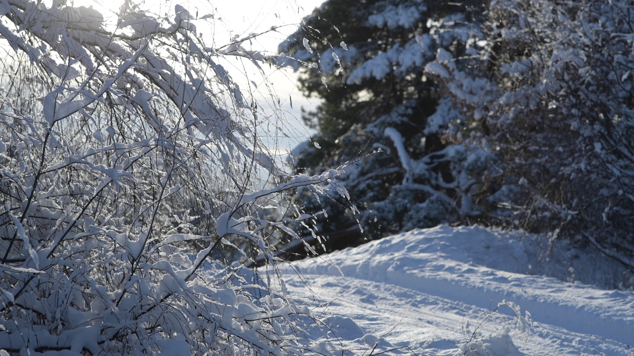 灌木被冰雪覆盖着。视频素材