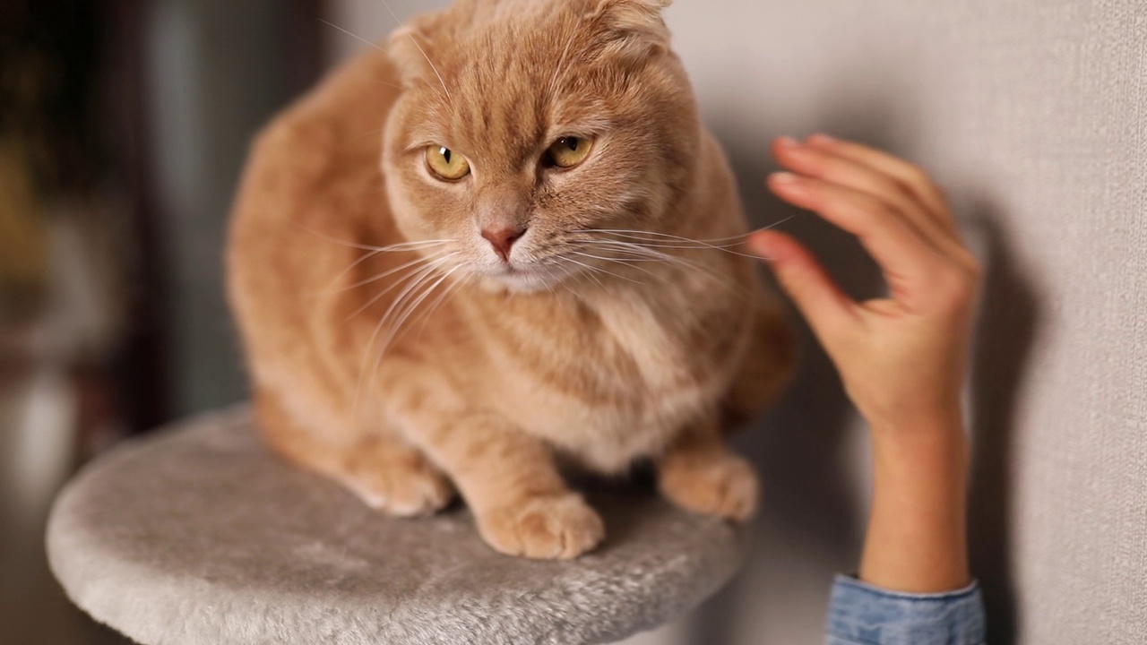 微笑的小女孩抚摸她的姜黄色的猫，而它正坐在客厅里挠痒视频素材