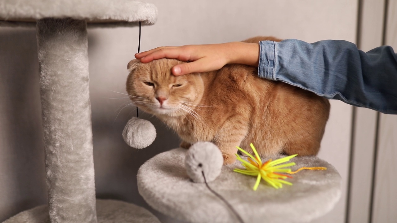 微笑的小女孩抚摸她的姜黄色的猫，而它正坐在客厅里挠痒视频素材