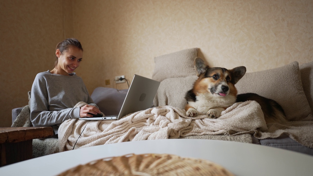 慢动作特写:威尔士柯基犬彭布罗克躺在客厅的沙发上，旁边是一个在家里用笔记本电脑工作的女人。懒狗在家等着，等着去散步。快乐宠物的特写视频素材