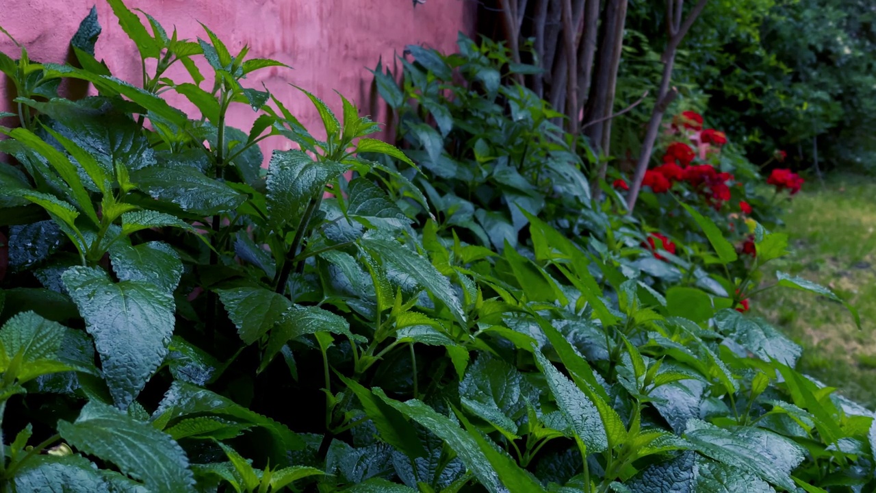 住宅花园和庭院与湿植物阵雨后。近距离拍摄，4K分辨率。视频素材