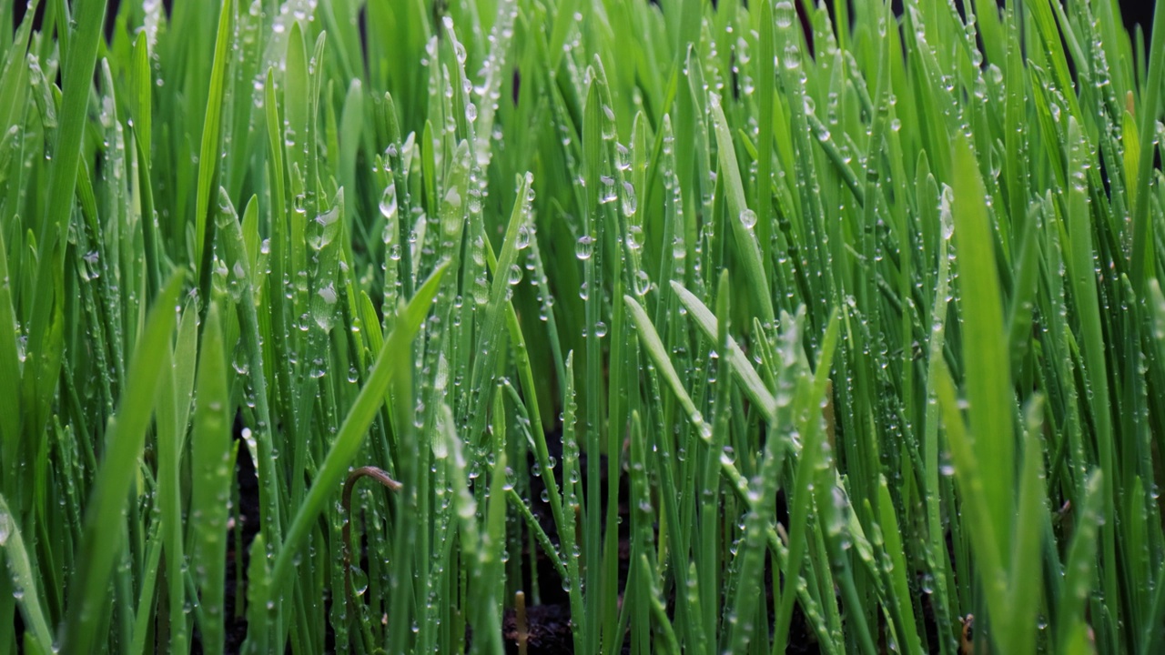 绿草特写超微距拍摄。视频素材