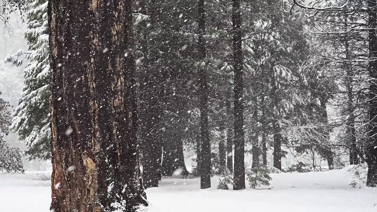 两棵大树站在暴风雪四分之一的速度视频素材