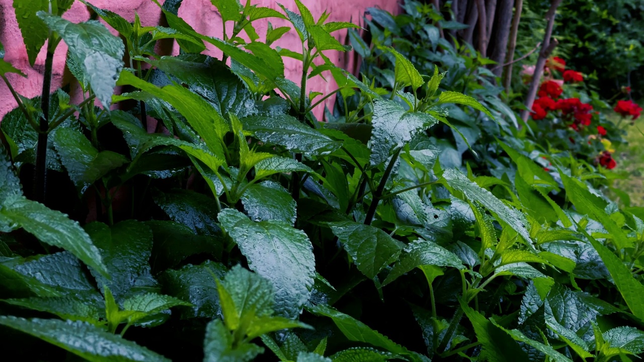 住宅花园和庭院与湿植物阵雨后。近距离拍摄，4K分辨率。视频素材