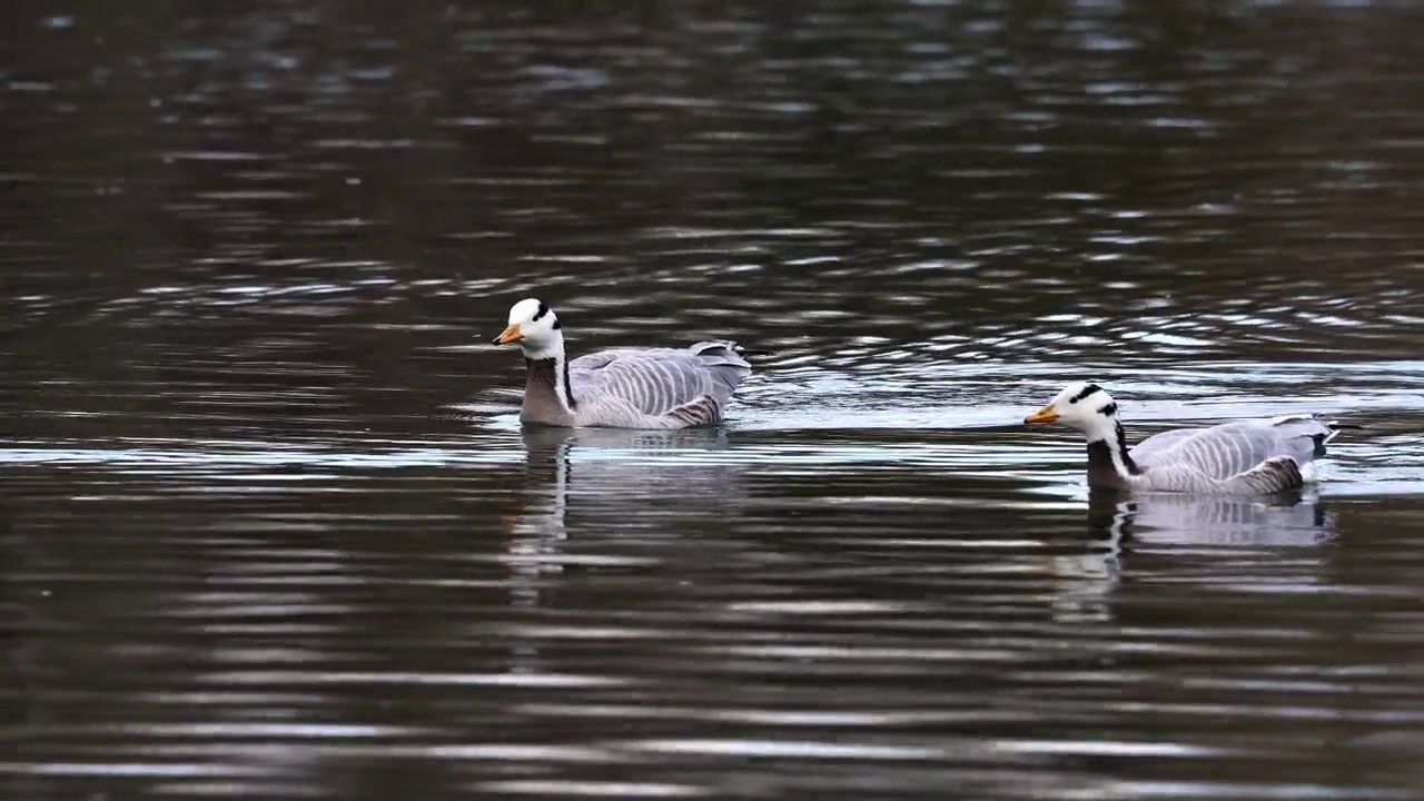 Bar-headed goose, Anser indicus是世界上最高的飞鸟之一，见于德国慕尼黑的英国花园视频素材