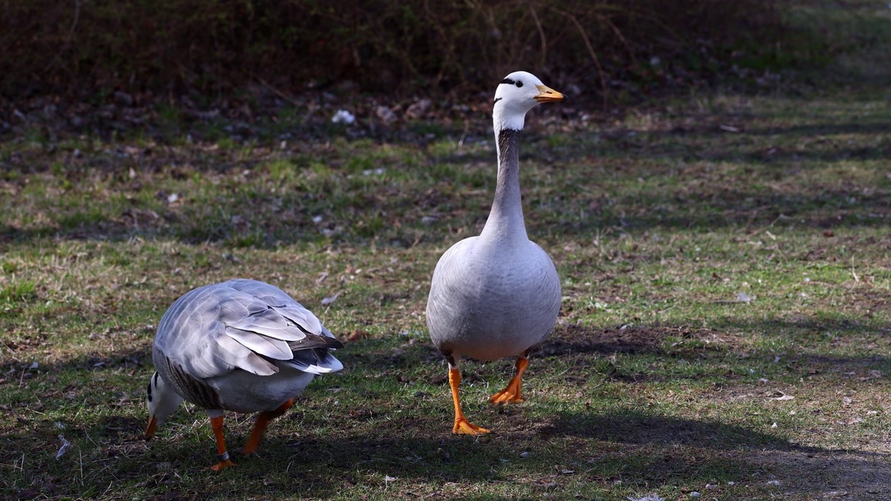 Bar-headed goose, Anser indicus是世界上最高的飞鸟之一，见于德国慕尼黑的英国花园视频素材