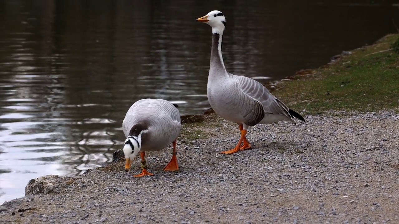 Bar-headed goose, Anser indicus是世界上最高的飞鸟之一，见于德国慕尼黑的英国花园视频素材