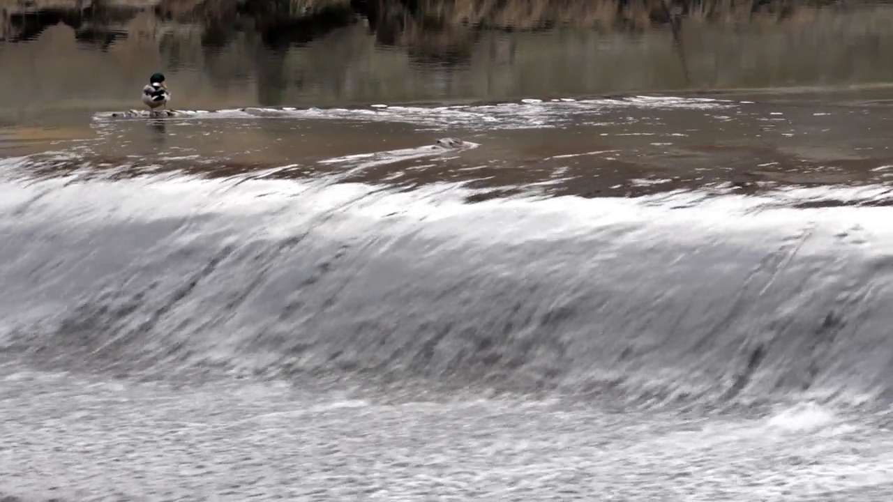 河上的鸭子视频素材