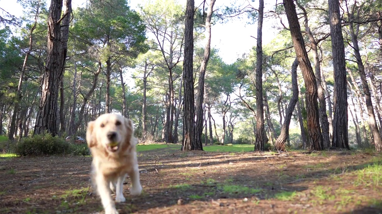 快乐的男孩和她的金毛猎犬在秋天的森林里玩耍。视频素材