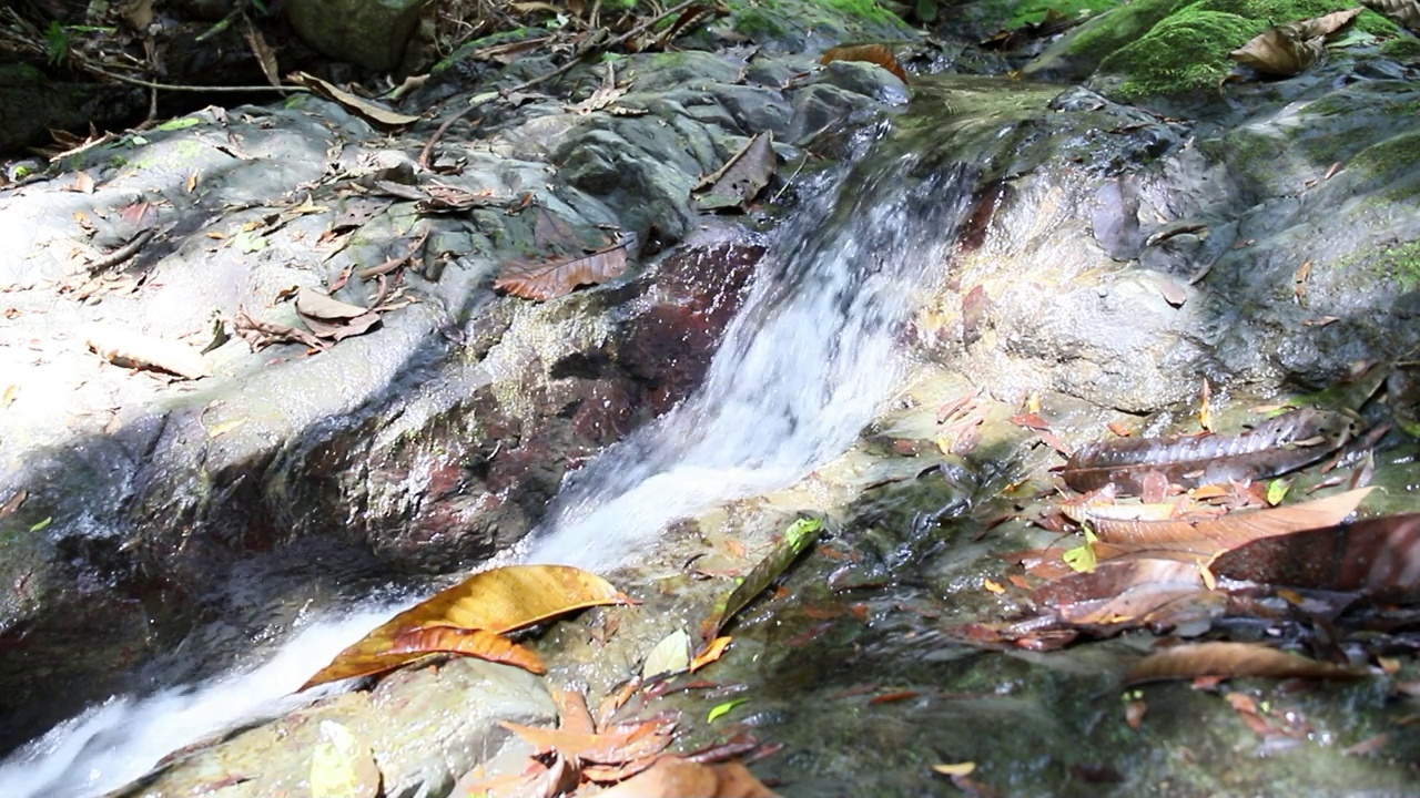 哥斯达黎加丛林中的小溪、河流和瀑布视频素材