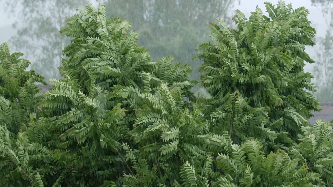 树叶下的雨和强烈的风暴风视频素材