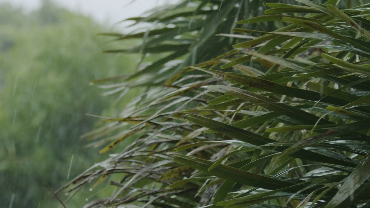 树叶下的雨和强烈的风暴风视频素材