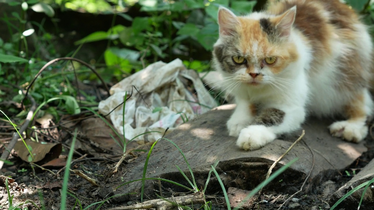 院子里可爱的白花猫。自然界的黑橙猫视频素材