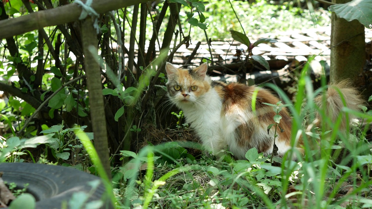 院子里可爱的白花猫。自然界的黑橙猫视频素材