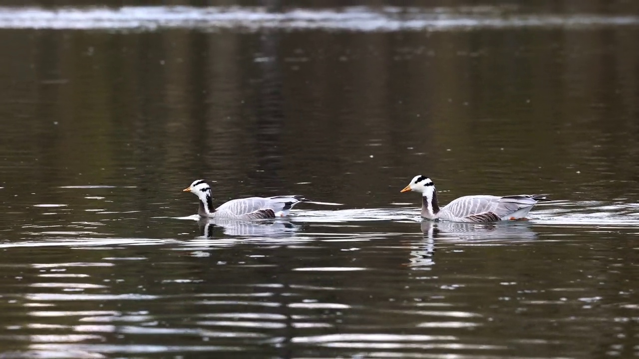 Bar-headed goose, Anser indicus是世界上最高的飞鸟之一，见于德国慕尼黑的英国花园视频素材