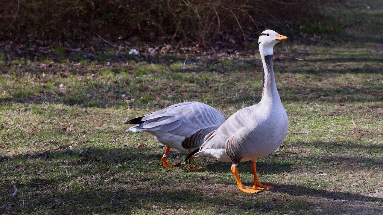 Bar-headed goose, Anser indicus是世界上最高的飞鸟之一，见于德国慕尼黑的英国花园视频素材