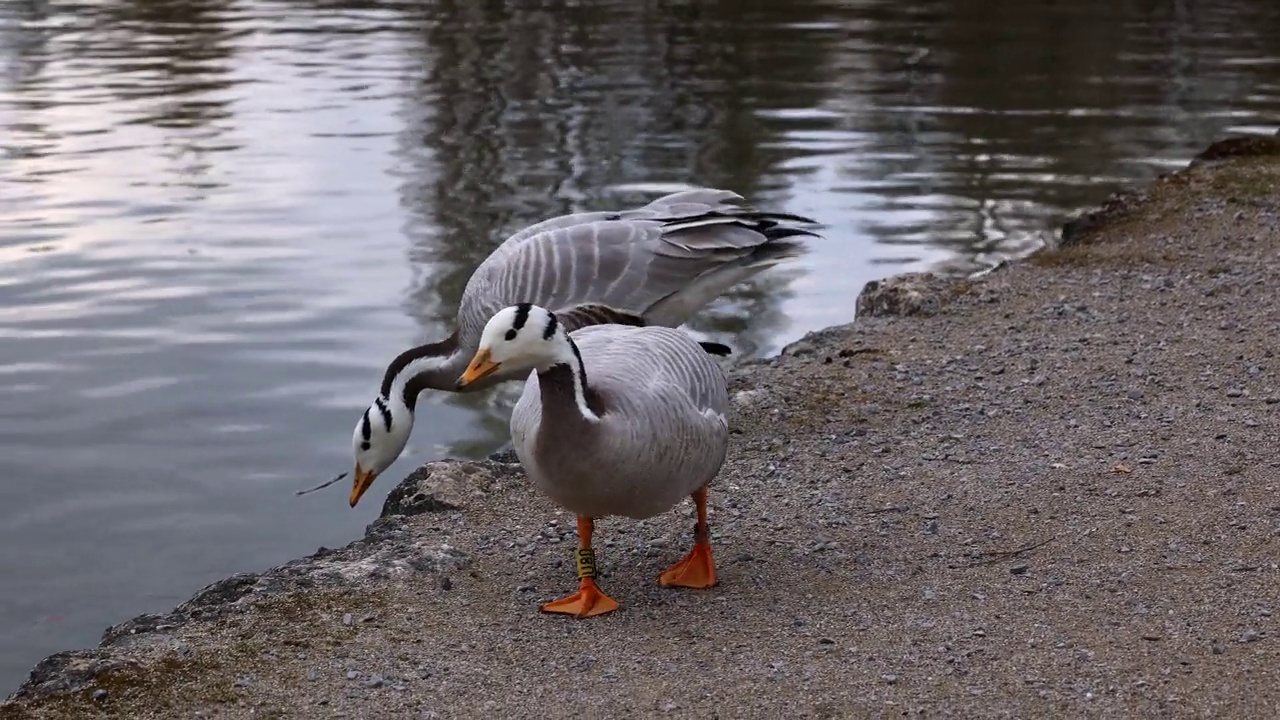 Bar-headed goose, Anser indicus是世界上最高的飞鸟之一，见于德国慕尼黑的英国花园视频素材