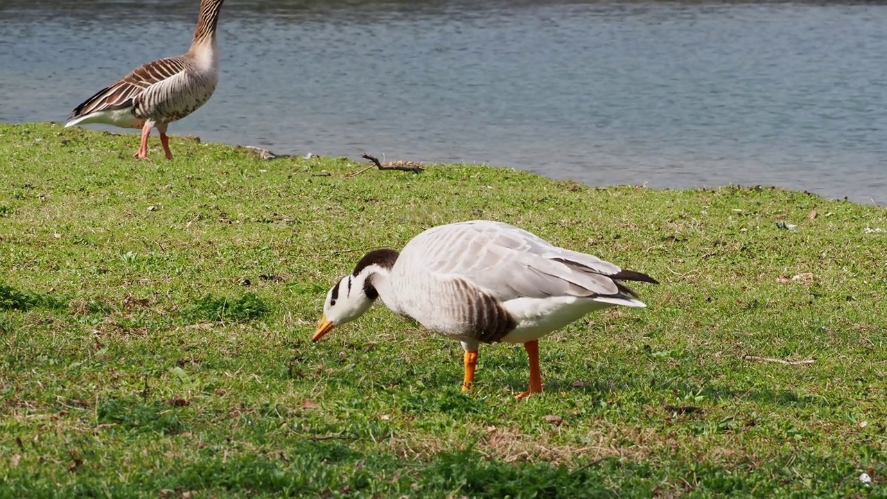 Bar-headed goose, Anser indicus是世界上最高的飞鸟之一，见于德国慕尼黑的英国花园视频素材