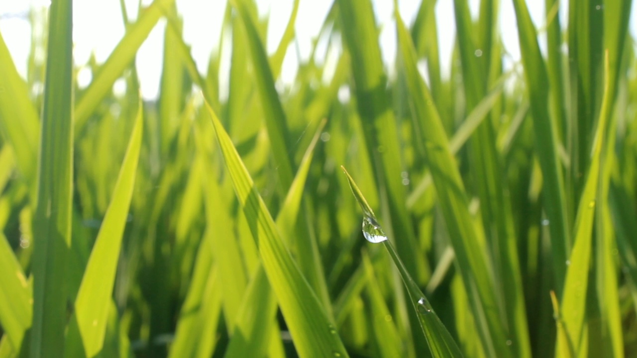 清晨的稻秧气息视频素材