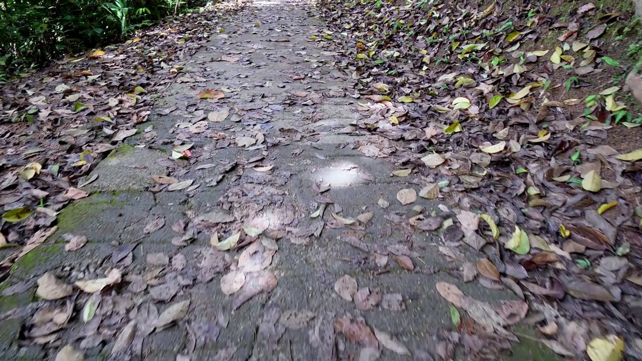 在丛林徒步的小路上慢慢移动视频素材