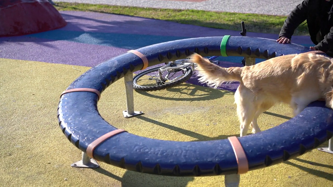 小男孩和她的金毛猎犬在操场上玩耍视频素材