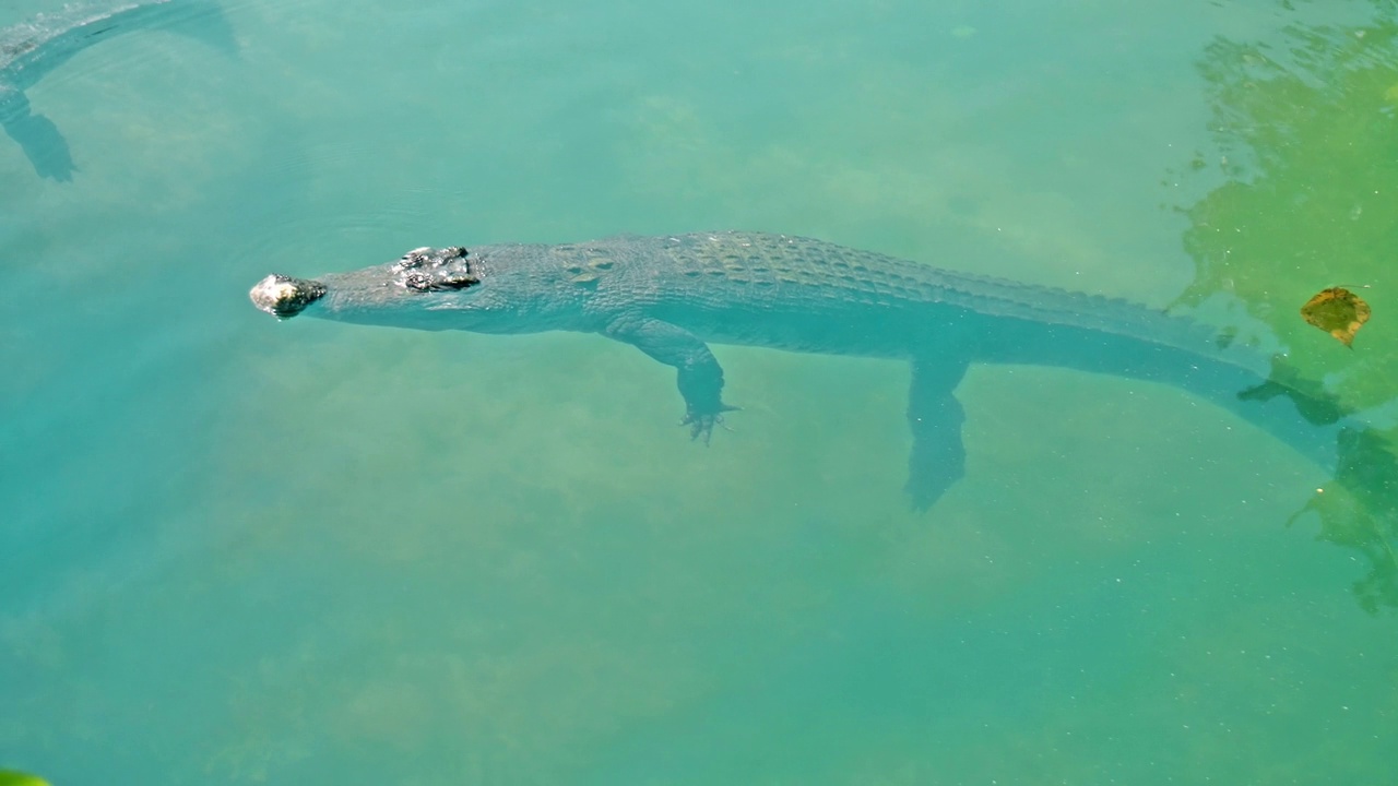 非洲短吻鳄漂浮在水里，潜到河底，然后从上面漂浮视频素材